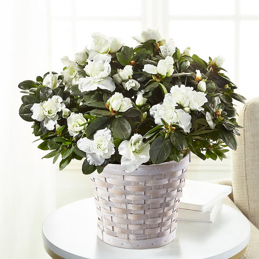 White Azalea Plant